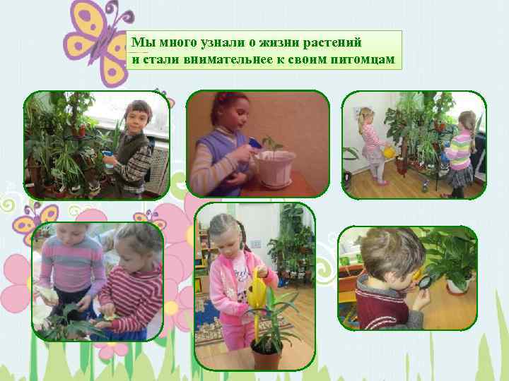 Мы много узнали о жизни растений и стали внимательнее к своим питомцам 