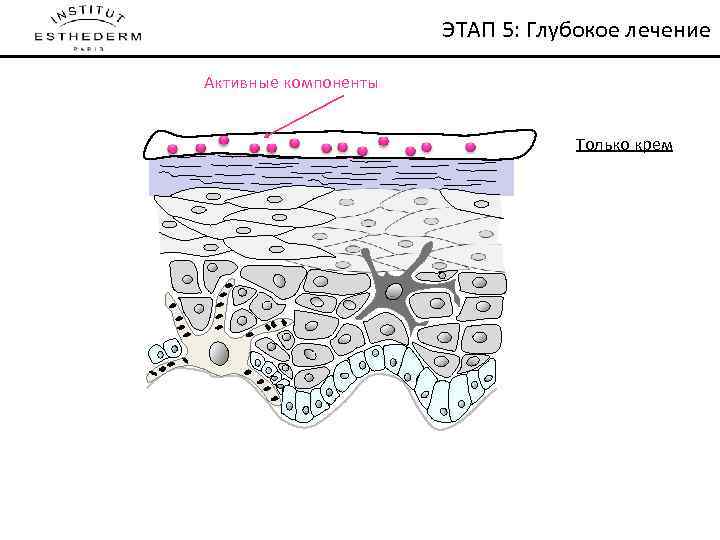 ЭТАП 5: Глубокое лечение Активные компоненты Только крем 