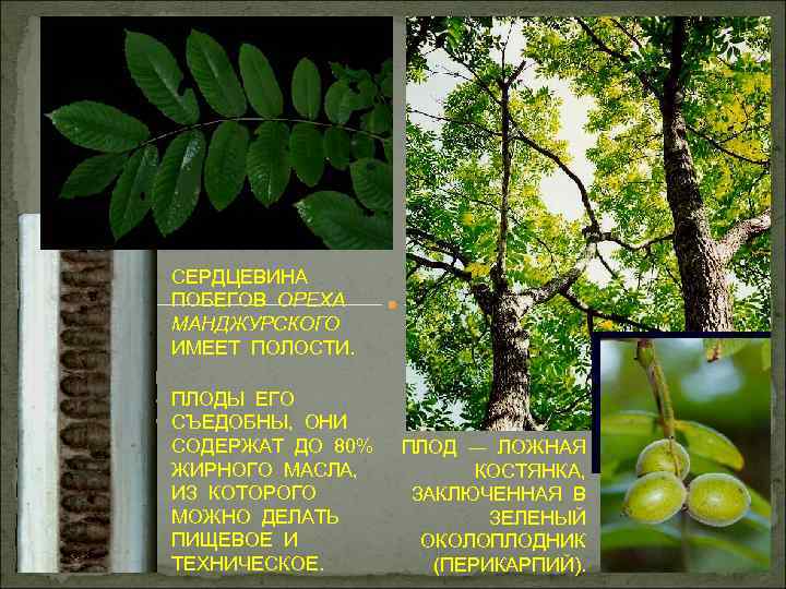 СЕРДЦЕВИНА ПОБЕГОВ ОРЕХА МАНДЖУРСКОГО ИМЕЕТ ПОЛОСТИ. ПЛОДЫ ЕГО СЪЕДОБНЫ, ОНИ СОДЕРЖАТ ДО 80% ЖИРНОГО