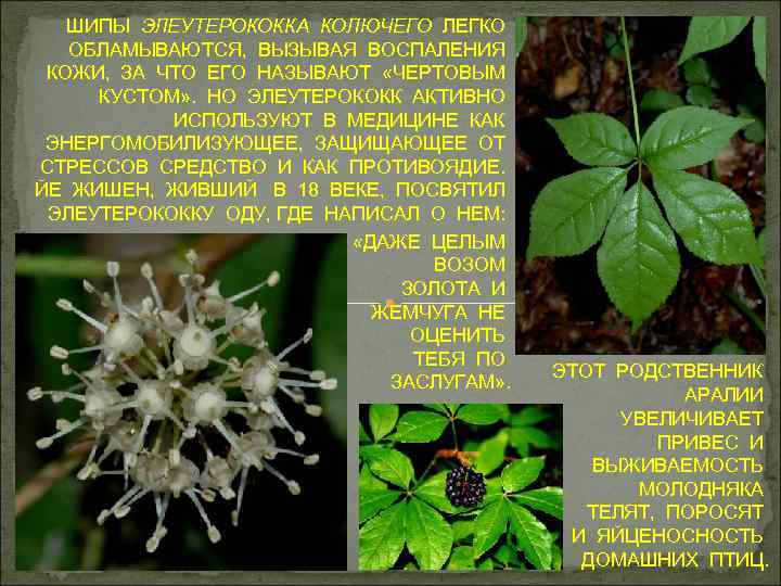 ШИПЫ ЭЛЕУТЕРОКОККА КОЛЮЧЕГО ЛЕГКО ОБЛАМЫВАЮТСЯ, ВЫЗЫВАЯ ВОСПАЛЕНИЯ КОЖИ, ЗА ЧТО ЕГО НАЗЫВАЮТ «ЧЕРТОВЫМ КУСТОМ»