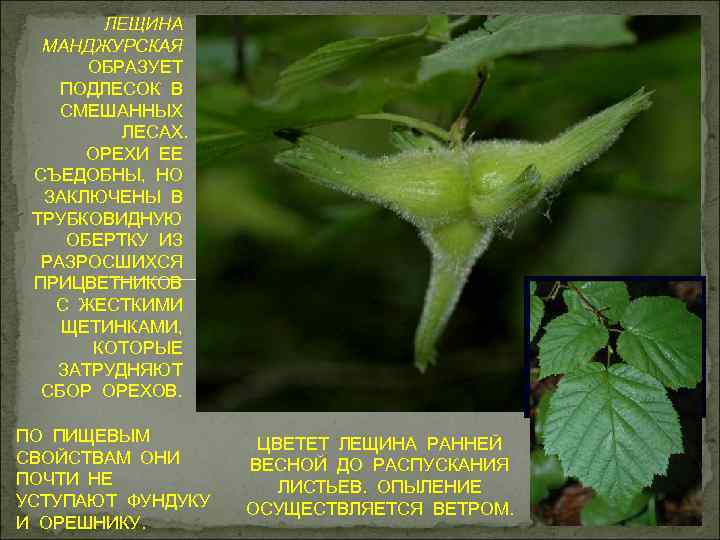 ЛЕЩИНА МАНДЖУРСКАЯ ОБРАЗУЕТ ПОДЛЕСОК В СМЕШАННЫХ ЛЕСАХ. ОРЕХИ ЕЕ СЪЕДОБНЫ, НО ЗАКЛЮЧЕНЫ В ТРУБКОВИДНУЮ