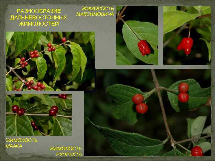 РАЗНООБРАЗИЕ ДАЛЬНЕВОСТОЧНЫХ ЖИМОЛОСТЕЙ ЖИМОЛОСТЬ МААКА ЖИМОЛОСТЬ МАКСИМОВИЧА ЖИМОЛОСТЬ РУПРЕХТА 