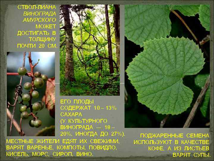 СТВОЛ-ЛИАНА ВИНОГРАДА АМУРСКОГО МОЖЕТ ДОСТИГАТЬ В ТОЛЩИНУ ПОЧТИ 20 СМ. ЕГО ПЛОДЫ СОДЕРЖАТ 10