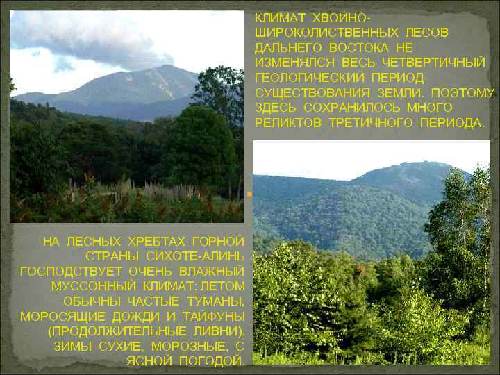 КЛИМАТ ХВОЙНОШИРОКОЛИСТВЕННЫХ ЛЕСОВ ДАЛЬНЕГО ВОСТОКА НЕ ИЗМЕНЯЛСЯ ВЕСЬ ЧЕТВЕРТИЧНЫЙ ГЕОЛОГИЧЕСКИЙ ПЕРИОД СУЩЕСТВОВАНИЯ ЗЕМЛИ. ПОЭТОМУ