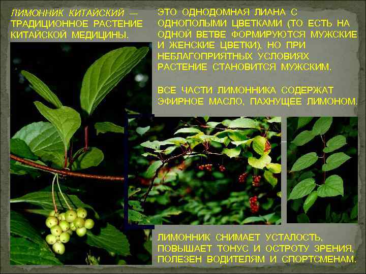 ЛИМОННИК КИТАЙСКИЙ ― ТРАДИЦИОННОЕ РАСТЕНИЕ КИТАЙСКОЙ МЕДИЦИНЫ. ЭТО ОДНОДОМНАЯ ЛИАНА С ОДНОПОЛЫМИ ЦВЕТКАМИ (ТО