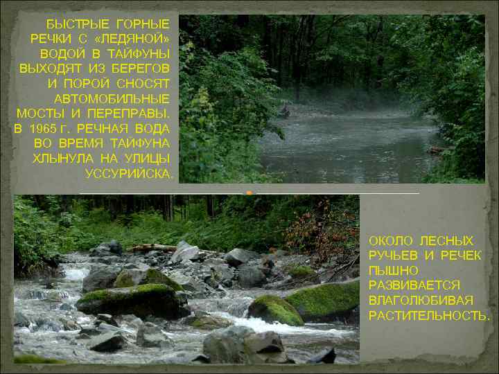 БЫСТРЫЕ ГОРНЫЕ РЕЧКИ С «ЛЕДЯНОЙ» ВОДОЙ В ТАЙФУНЫ ВЫХОДЯТ ИЗ БЕРЕГОВ И ПОРОЙ СНОСЯТ