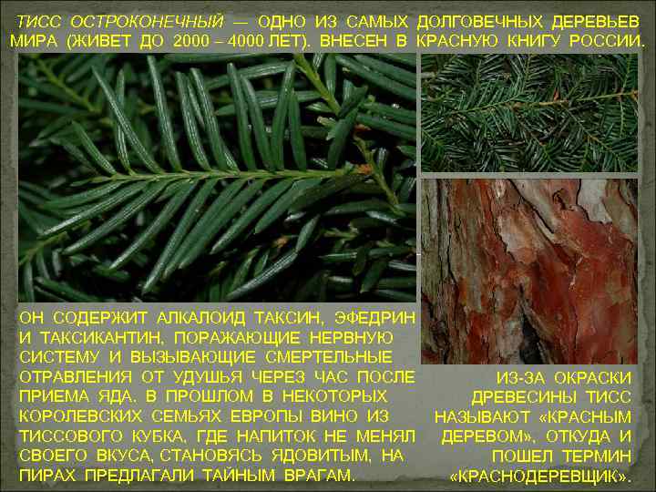 ТИСС ОСТРОКОНЕЧНЫЙ ― ОДНО ИЗ САМЫХ ДОЛГОВЕЧНЫХ ДЕРЕВЬЕВ МИРА (ЖИВЕТ ДО 2000 – 4000