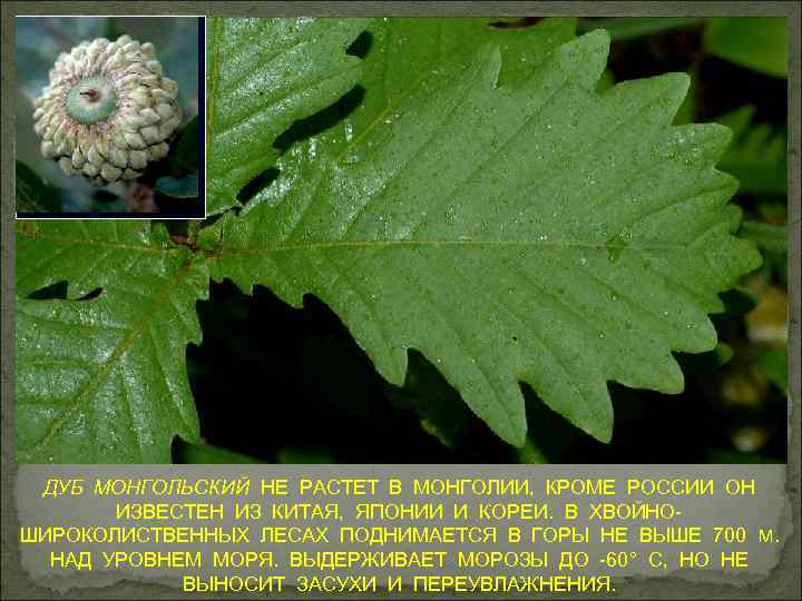 ДУБ МОНГОЛЬСКИЙ НЕ РАСТЕТ В МОНГОЛИИ, КРОМЕ РОССИИ ОН ИЗВЕСТЕН ИЗ КИТАЯ, ЯПОНИИ И