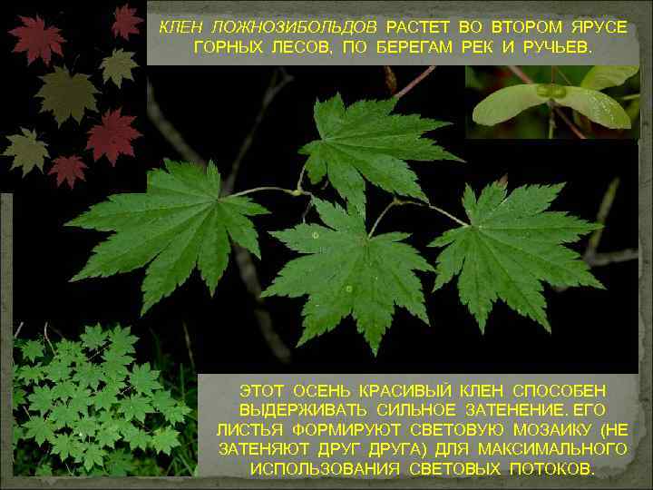 КЛЕН ЛОЖНОЗИБОЛЬДОВ РАСТЕТ ВО ВТОРОМ ЯРУСЕ ГОРНЫХ ЛЕСОВ, ПО БЕРЕГАМ РЕК И РУЧЬЕВ. ЭТОТ