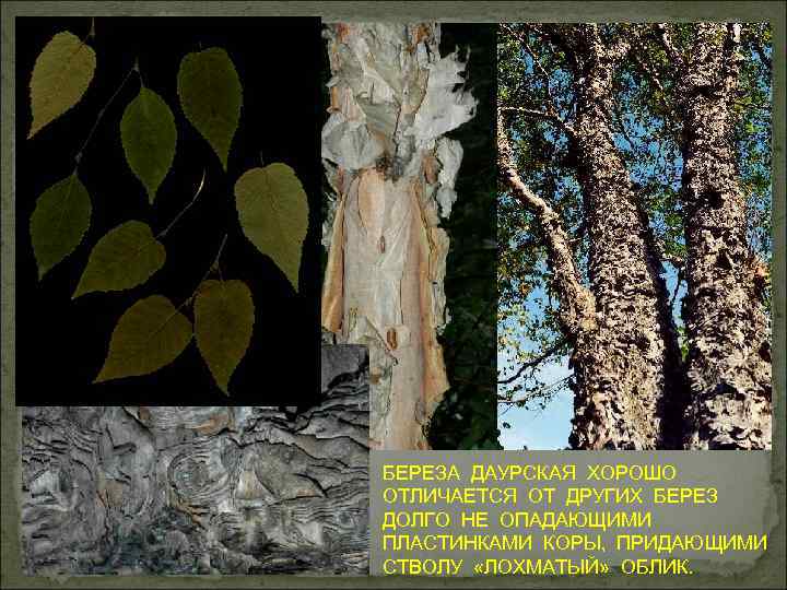 БЕРЕЗА ДАУРСКАЯ ХОРОШО ОТЛИЧАЕТСЯ ОТ ДРУГИХ БЕРЕЗ ДОЛГО НЕ ОПАДАЮЩИМИ ПЛАСТИНКАМИ КОРЫ, ПРИДАЮЩИМИ СТВОЛУ
