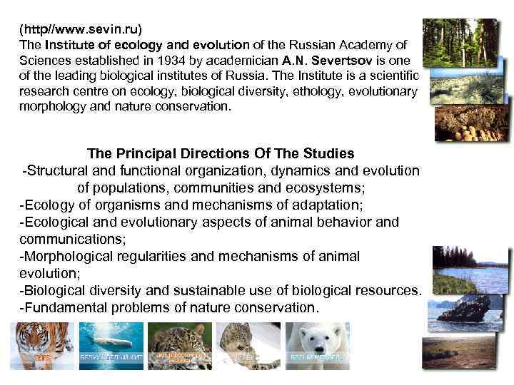 (http//www. sevin. ru) The Institute of ecology and evolution of the Russian Academy of