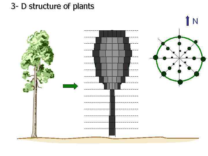 3 - D structure of plants N 