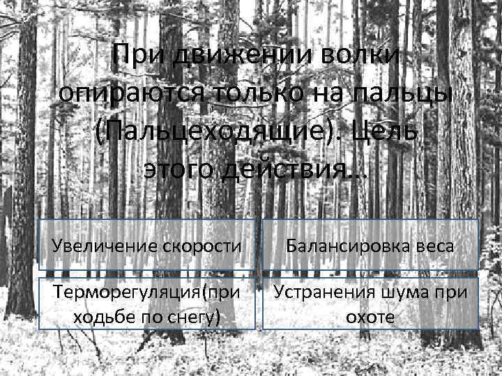 При движении волки опираются только на пальцы (Пальцеходящие). Цель этого действия… Увеличение скорости Балансировка