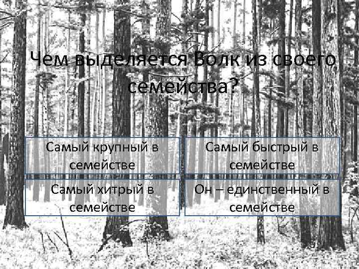 Чем выделяется Волк из своего семейства? Самый крупный в семействе Самый быстрый в семействе