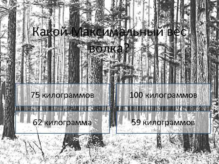 Какой Максимальный вес волка? 75 килограммов 100 килограммов 62 килограмма 59 килограммов 