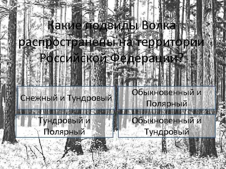 Какие подвиды Волка распространены на территории Российской Федерации? Снежный и Тундровый Обыкновенный и Полярный