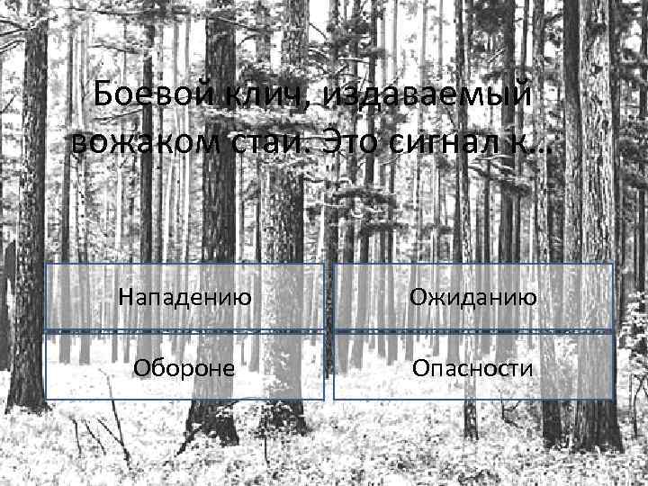 Боевой клич, издаваемый вожаком стаи. Это сигнал к… Нападению Ожиданию Обороне Опасности 