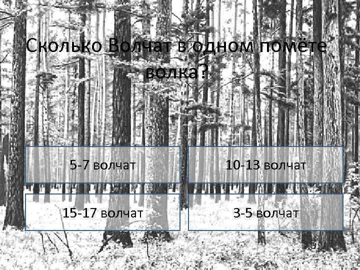 Сколько Волчат в одном помёте волка? 5 -7 волчат 10 -13 волчат 15 -17