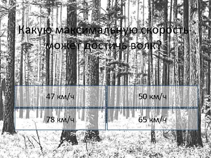 Какую максимальную скорость может достичь волк? 47 км/ч 50 км/ч 78 км/ч 65 км/ч