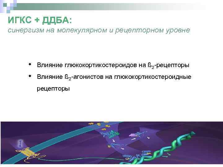 ИГКС + ДДБА: синергизм на молекулярном и рецепторном уровне • • Влияние глюкокортикостероидов на