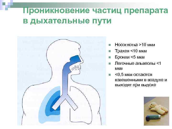 Проникновение частиц препарата в дыхательные пути Носоглотка >10 мкм Трахея <10 мкм Бронхи <5