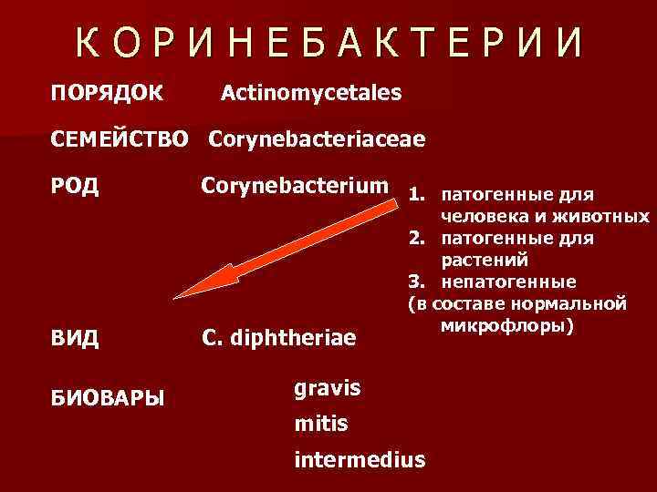 КОРИНЕБАКТЕРИИ ПОРЯДОК Actinomycetales СЕМЕЙСТВО Corynebacteriaceae РОД ВИД БИОВАРЫ Corynebacterium 1. патогенные для C. diphtheriae