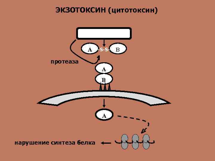 ЭКЗОТОКСИН (цитотоксин) A -S-S- протеаза А В А нарушение синтеза белка B 