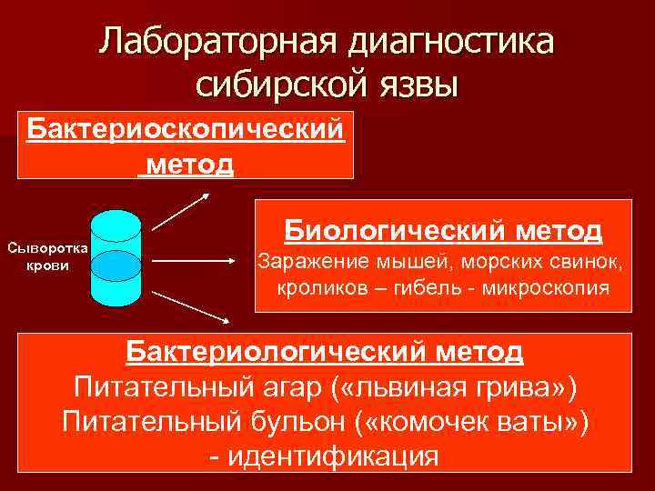 Лабораторная диагностика сибирской язвы Бактериоскопический метод Сыворотка крови Биологический метод Заражение мышей, морских свинок,