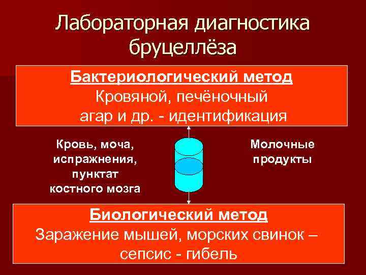 Лабораторная диагностика бруцеллёза Бактериологический метод Кровяной, печёночный агар и др. - идентификация Кровь, моча,