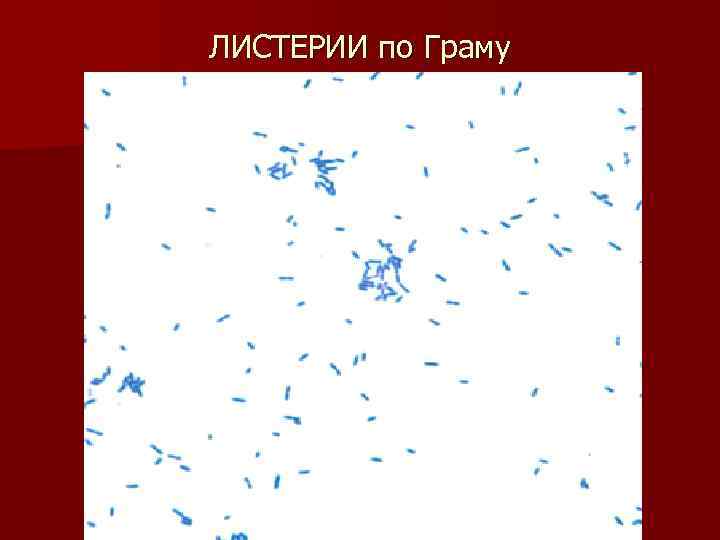 ЛИСТЕРИИ по Граму 