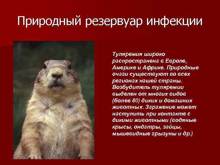 Природный резервуар инфекции Туляремия широко распространена в Европе, Америке и Африке. Природные очаги существуют