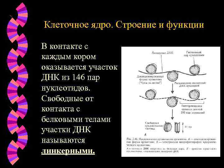 Клеточное ядро. Строение и функции В контакте с каждым кором оказывается участок ДНК из