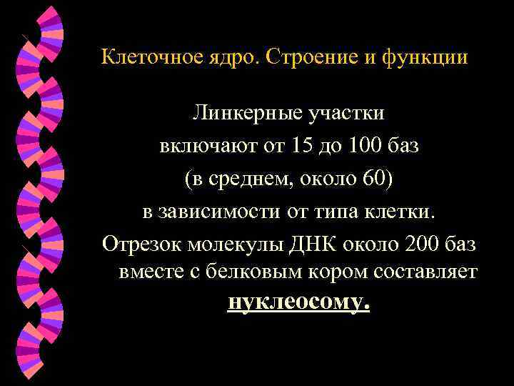 Клеточное ядро. Строение и функции Линкерные участки включают от 15 до 100 баз (в