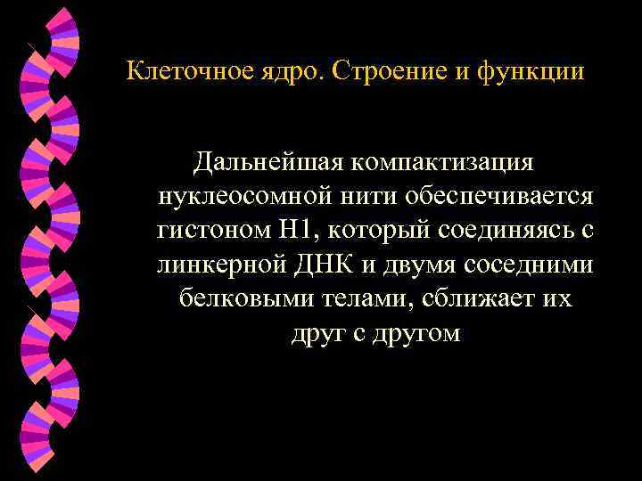Клеточное ядро. Строение и функции Дальнейшая компактизация нуклеосомной нити обеспечивается гистоном Н 1, который