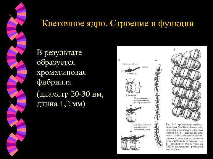 Клеточное ядро. Строение и функции В результате образуется хроматиновая фибрилла (диаметр 20 -30 нм,