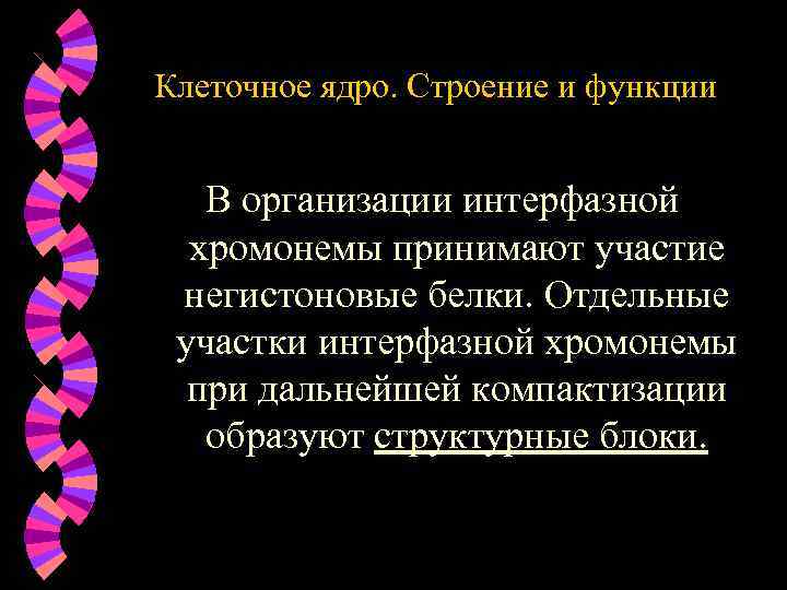 Клеточное ядро. Строение и функции В организации интерфазной хромонемы принимают участие негистоновые белки. Отдельные