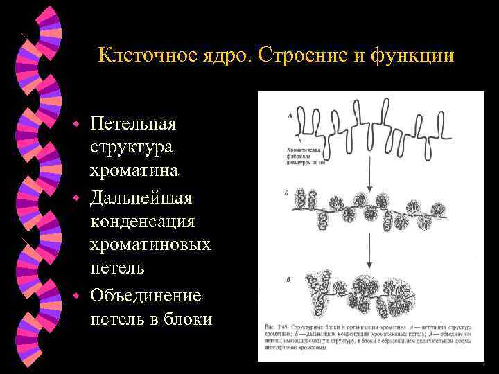 Роль хроматина. Строение ядра хроматин. Структура и функции хроматина.