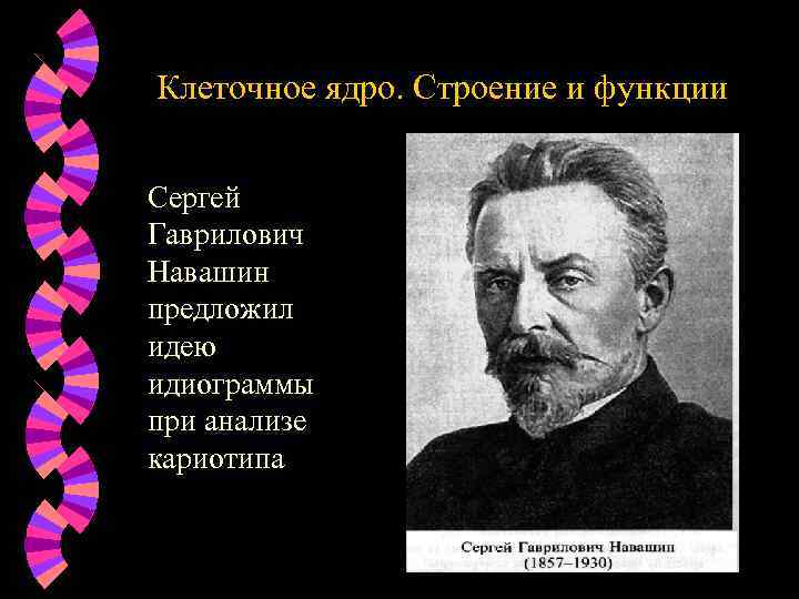 Клеточное ядро. Строение и функции Сергей Гаврилович Навашин предложил идею идиограммы при анализе кариотипа