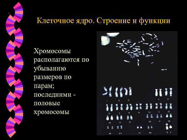 Клеточное ядро. Строение и функции Хромосомы располагаются по убыванию размеров по парам; последними половые