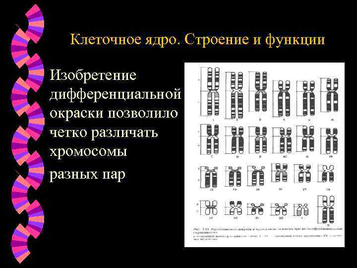 Клеточное ядро. Строение и функции Изобретение дифференциальной окраски позволило четко различать хромосомы разных пар
