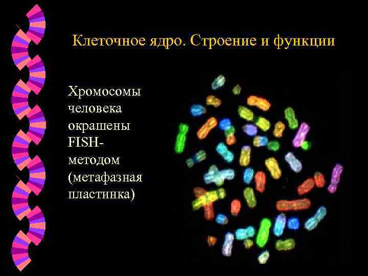 Клеточное ядро. Строение и функции Хромосомы человека окрашены FISHметодом (метафазная пластинка) 