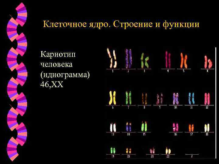 Клеточное ядро. Строение и функции Кариотип человека (идиограмма) 46, ХХ 