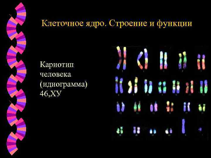 Клеточное ядро. Строение и функции Кариотип человека (идиограмма) 46, ХУ 
