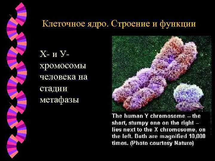 Клеточное ядро. Строение и функции Х- и Ухромосомы человека на стадии метафазы 