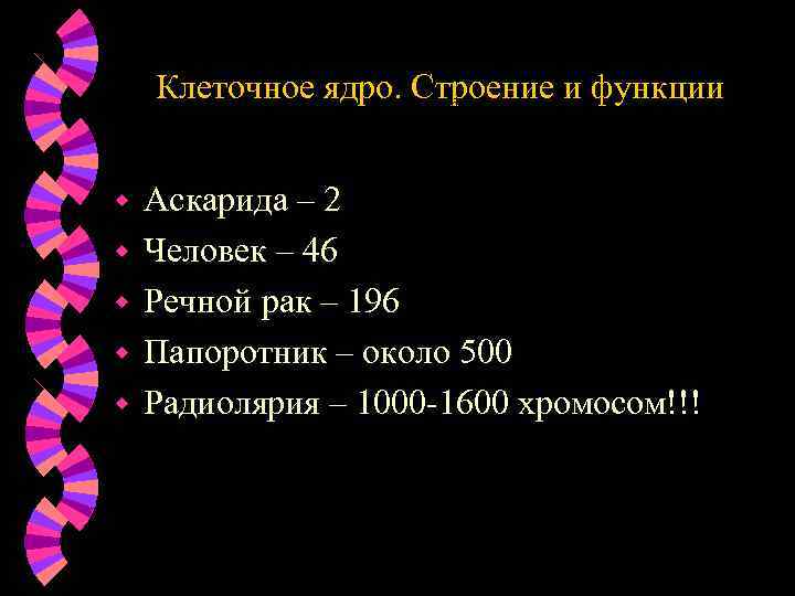 Клеточное ядро. Строение и функции Аскарида - 2 w w w Аскарида – 2
