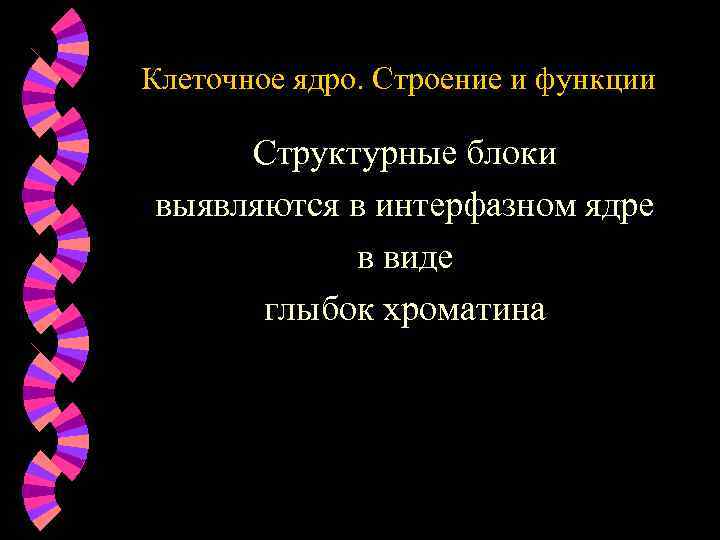 Клеточное ядро. Строение и функции Структурные блоки выявляются в интерфазном ядре в виде глыбок
