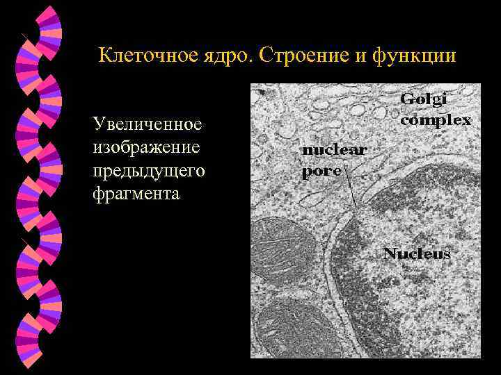Клеточное ядро. Строение и функции Увеличенное изображение предыдущего фрагмента 