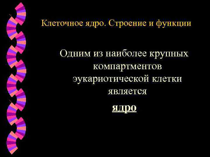 Клеточное ядро. Строение и функции Одним из наиболее крупных компартментов эукариотической клетки является ядро