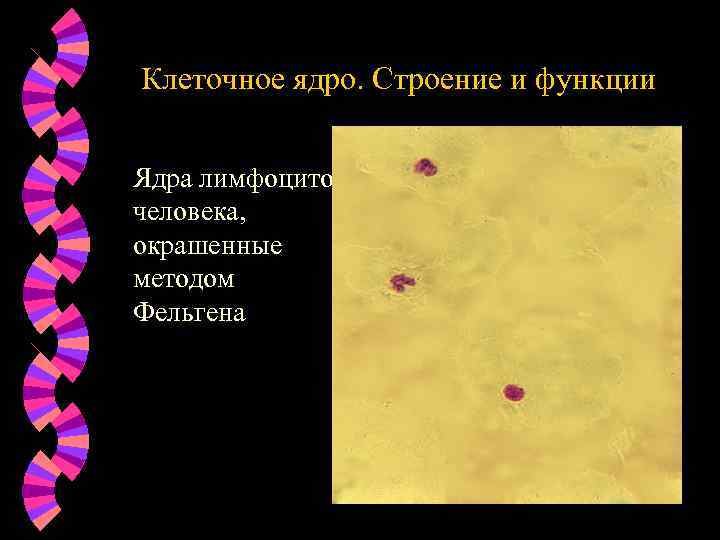 Клеточное ядро. Строение и функции Ядра лимфоцитов человека, окрашенные методом Фельгена 