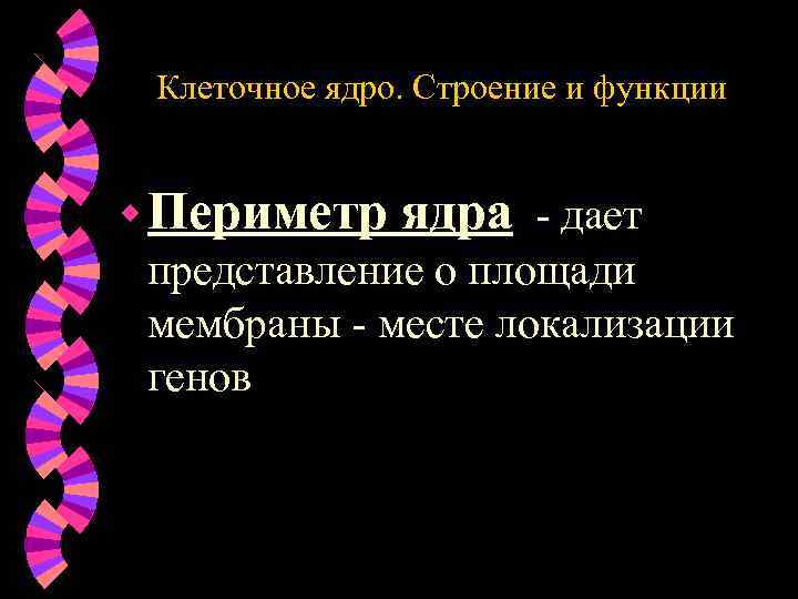 Клеточное ядро. Строение и функции w Периметр ядра - дает представление о площади мембраны